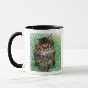 Mug Chat persan ; est une des races les plus anciennes