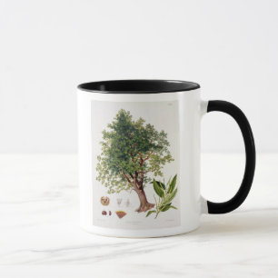 Mug Châtaigne douce, gravée par A. Haase (litho de