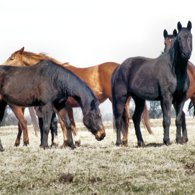 MUG CHEVAUX (Créateur téléchargé)
