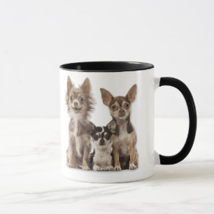 Mug Chihuahua Puppies