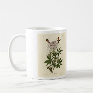 Mug Colibri à col roux, Audubon Birds of America