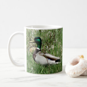 Mug Colvert mâle B55 Canard colvert tête verte dans l'