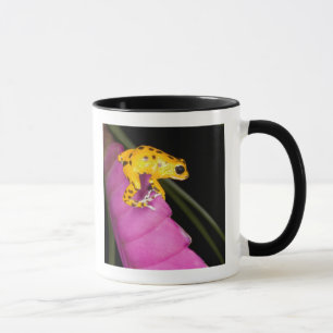 Mug Costa Rica. Gros plan sur une grenouille dart