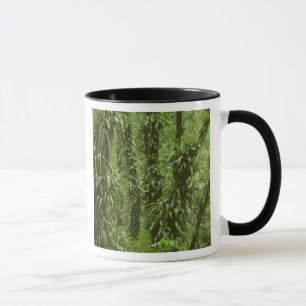 Mug Costa Rica, Parc national d'Arenal, forêt tropical