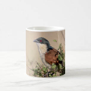 Mug Coucal de Burchell