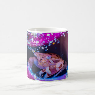 Mug Crabe nageur (Lissocarcinus laevis Miers, 1886 )