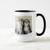 Deux chatons mignons