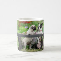 Deux chiens par chiot carlin et Boston Terrier dan