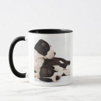 Deux chiots de great dane de harlequin