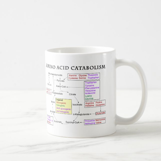 Mug Diagramme de catabolisme d'acide aminé (Droite)