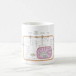 Mug Diagramme de voies de transduction de signal de