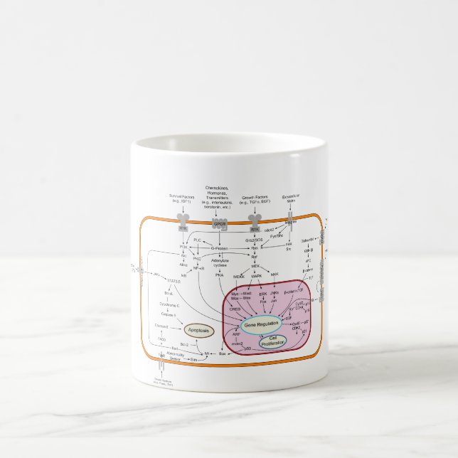 Mug Diagramme de voies de transduction de signal de (Centre)
