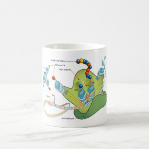 Mug Diagramme des molécules d'ARNm d'ARNt et de protéi