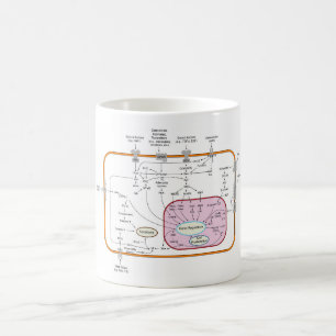 Mug Diagramme des voies de transduction du signal du g