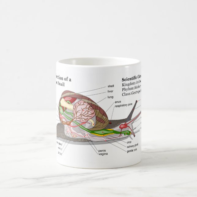 Mug Diagramme d'un escargot de jardin commun (aspersa (Centre)