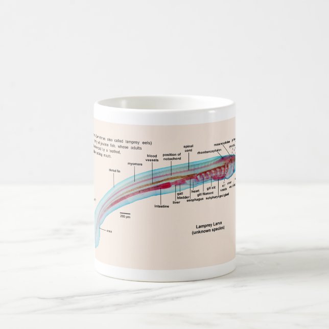 Mug Diagramme d'une larve d'espèces de lamproie de mer (Centre)
