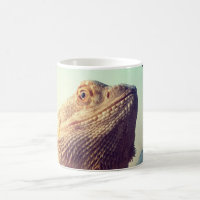 Dragon barbu