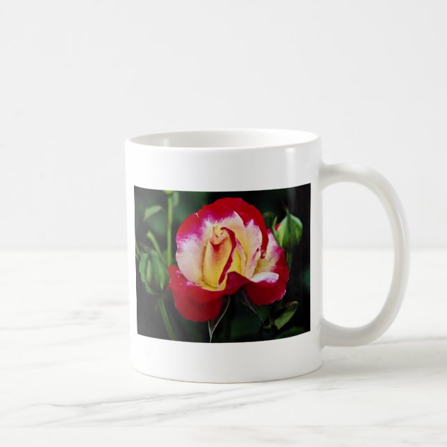 Mug Écoulement blanc hybride de "Andeli" de rose de (Droite)