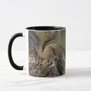 Mug Écureuil gris oriental ou écureuil gris