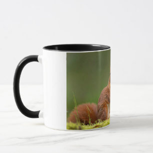 Mug écureuil mangeant une noix