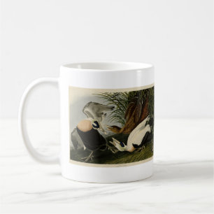 Mug Eider Duck, Eider commun, Audubon Birds of America