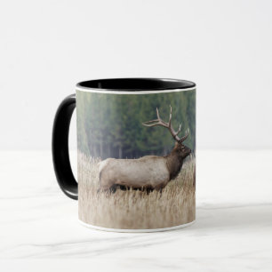Mug Élan mâle dans une prairie Parc national de Yell
