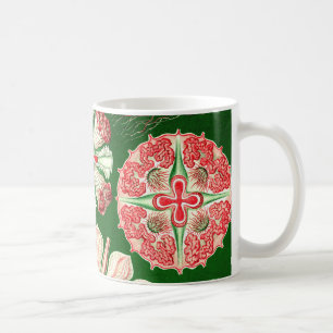 Mug Ernst Haeckel Discomedusae (Aurelia)