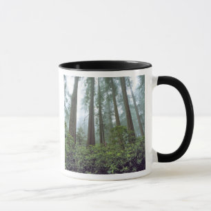 Mug États-Unis, Californie, Parc national de Redwood.