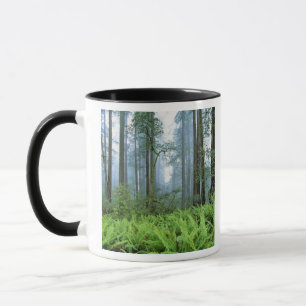 Mug États-Unis, Californie, Parc national de Redwood.