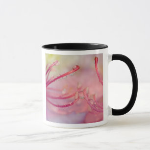 Mug États-Unis, Caroline du Nord. Rhododendron de Cata