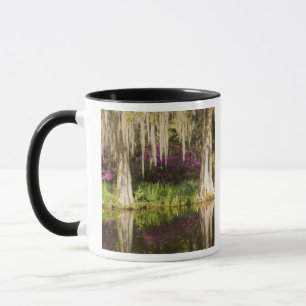 Mug États-Unis, Caroline du Sud, Charleston. Cyprès
