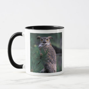 Mug États-Unis, CO, Colorado Springs. Grand-duc d'Amér