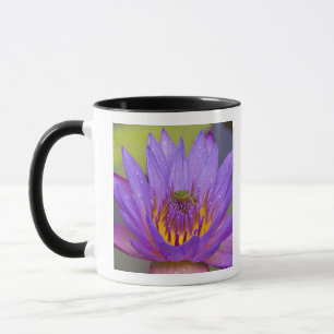 Mug États-Unis, Floride, lac Kissimmee. Grenouille à f