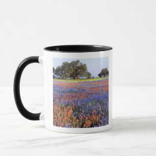 Mug États-Unis, Texas, Llano. Bluebonnets et redbonnet