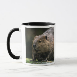 Mug États-Unis, Washington, Northwest Trek. Castor