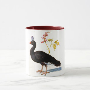 Mug Étude d'une Curassow Helmeted, Arcimboldo