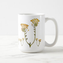 Fiddleneck