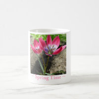 Fleurs de crocus roses Musique