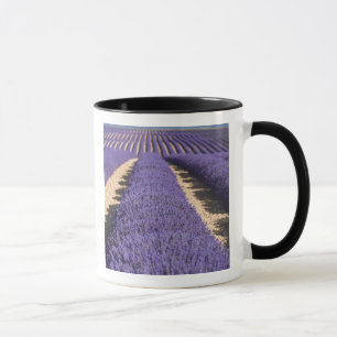 Mug France, Provence. Rangées de lavande en fleurs.3