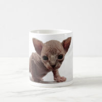 Freaky Cute Furless