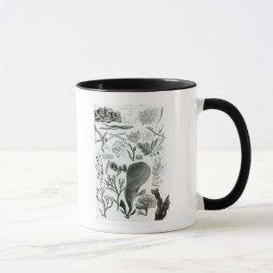 Mug Fucus de Conferra