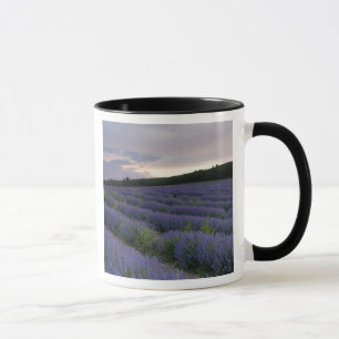 Mug Gisement de lavande au coucher du soleil
