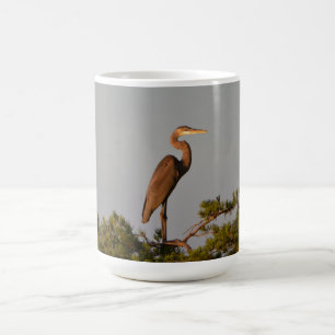 Mug Great Blue Heron Bird Faune Photographie Nature