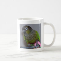 Greencheek adorable Conure