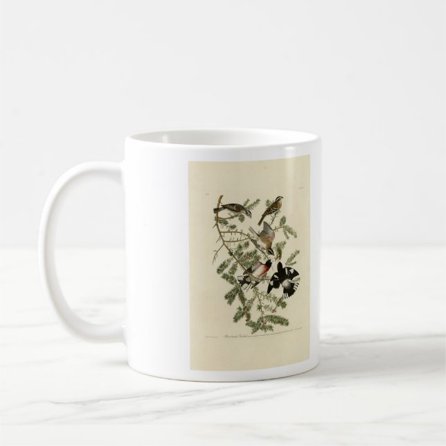 Mug Grosbeak à poitrine rose, Oiseaux d'Amérique d'Aud (Gauche)