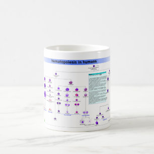 Mug Hématopoïèse du diagramme chez l'humain Cellules s