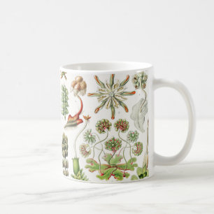 Mug Hepaticé Lebermoose par Ernst Haeckel