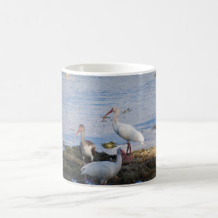 Mug Ibis birds on the shore of Florida Bay