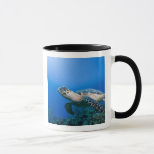 Mug Îles Caïmans, Little Cayman Island, Sous l'eau 2