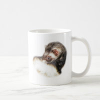 Image du Ferret de l'able